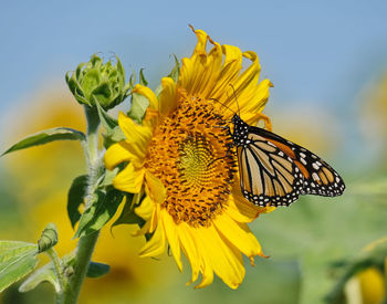 Monarch butterfly