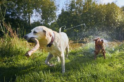 Dog in a field