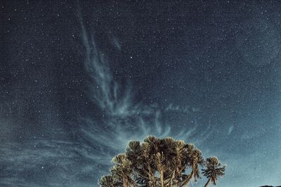 Low angle view of trees against sky at night