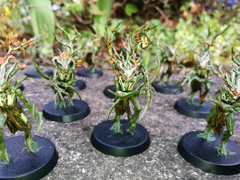 Close-up of potted plants