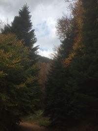 Trees in forest against sky