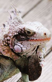 Close-up of a lizard