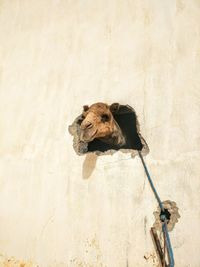 Dog on wall