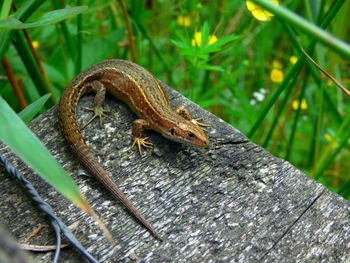 Close-up of lizard