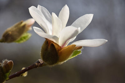 Close-up of white flowers