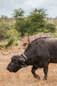 Side view of water buffalo walking on field