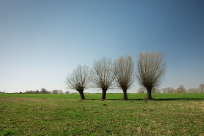 Bare trees on field against clear sky