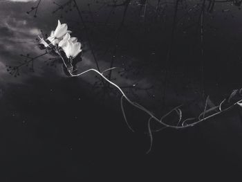 Close-up of flower plant at night