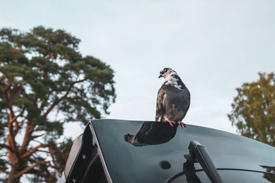Low angle view of bird perching on the trunk of a car