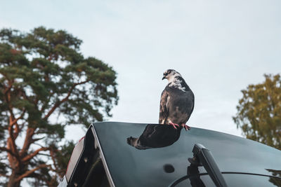 Low angle view of bird perching on a tree