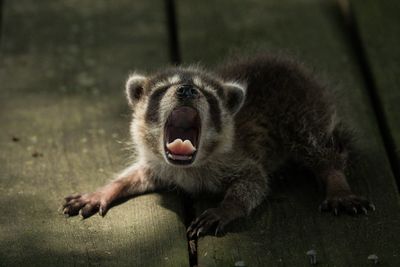 Close up baby raccoon 
