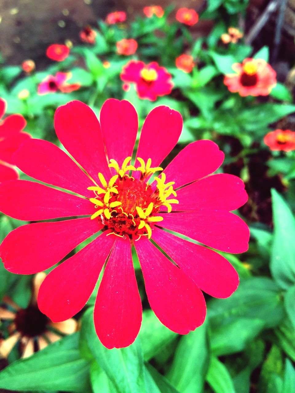 flower, flowering plant, plant, freshness, beauty in nature, close-up, flower head, growth, petal, fragility, inflorescence, nature, garden cosmos, focus on foreground, pollen, no people, day, red, macro photography, outdoors, wildflower, pink, plant part, leaf, zinnia, green, high angle view