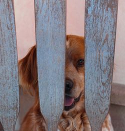 Close-up portrait of dog