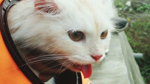 Close-up of a cat looking away with the tongue out.