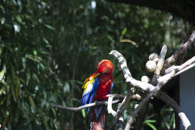 View of parrot perching on branch