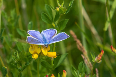 Close-up of butterfly pollinating on purple flower