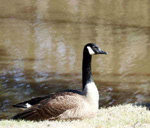 Side view of a bird in water