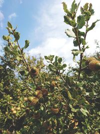 Low angle view of fruits growing on tree against sky