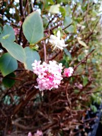 Close-up of pink flowers blooming outdoors
