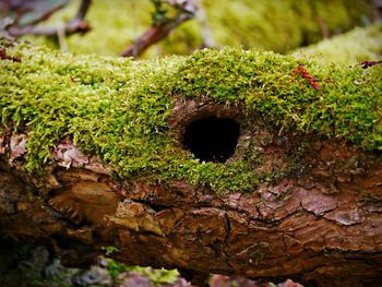 Close-up of moss growing on tree trunk