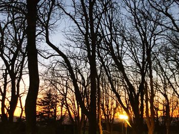 Silhouette of bare trees at sunset