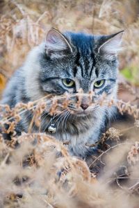 Close-up portrait of kitten