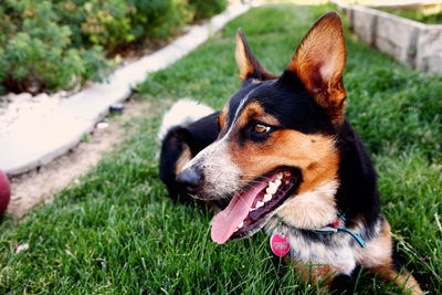 Close-up of dog sticking out tongue while resting on grassy field