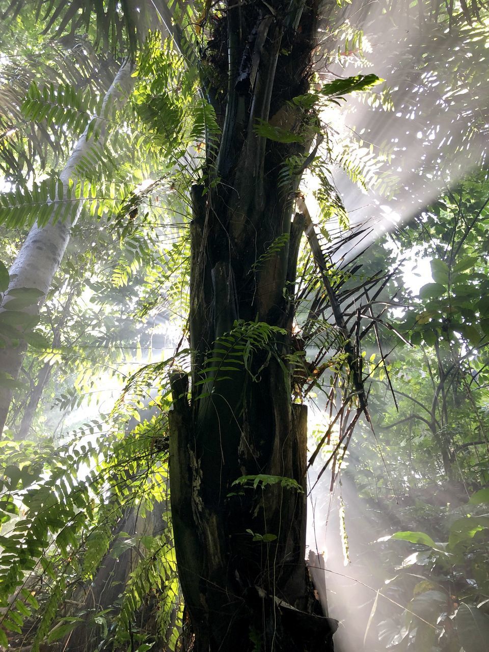 TREE TRUNKS IN FOREST