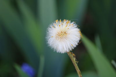 Close-up of white dandelion flower