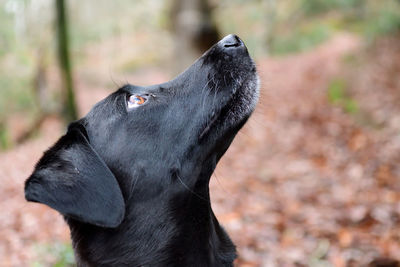 Close-up of a black labrador looking up
