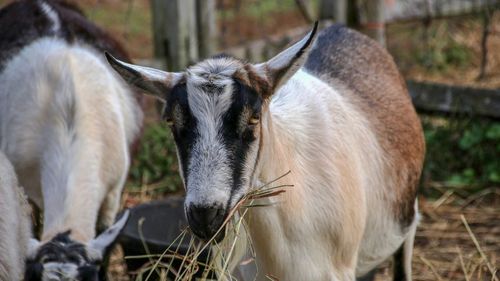 View of goats in a field