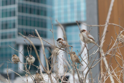 Close-up of birds perching on bare tree against building in city