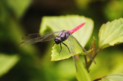 Close-up of insect on leaf