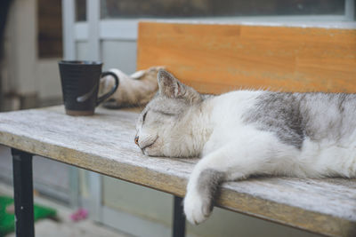 Close-up of cat sitting on table