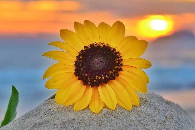 flower, petal, yellow, flower head, fragility, freshness, pollen, focus on foreground, close-up, beauty in nature, sunflower, blooming, single flower, nature, growth, plant, in bloom, outdoors, sunlight, no people