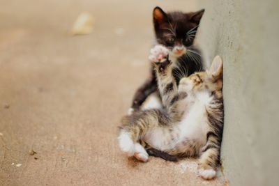 Cats sitting in a cat