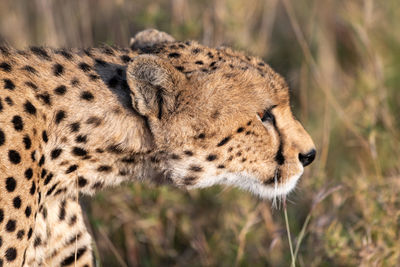 Close-up of a cat on field