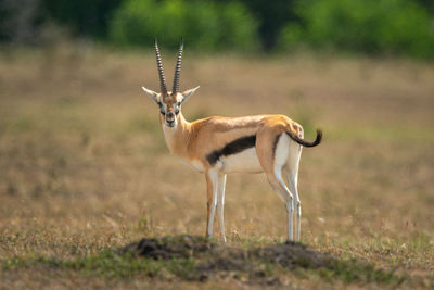 Thomson gazelle stands in grassland eyeing camera
