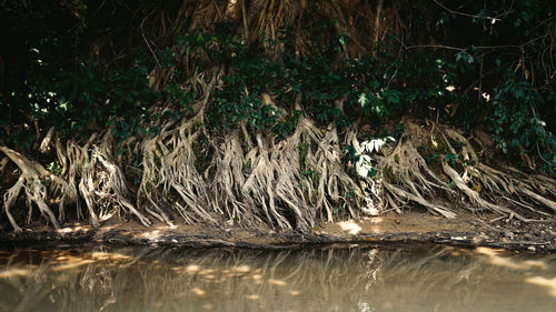 Reflection of trees in lake water