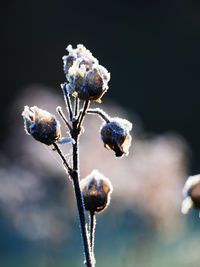 Close-up of frozen wilted plant