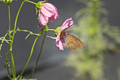 Close-up of butterfly on pink flower