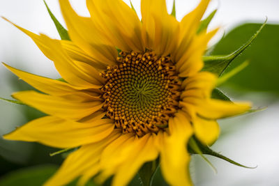 Den helder, the netherlands. july 2021. close up of the seeds and petals of a sunflower.