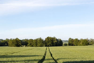 Scenic view of field against sky