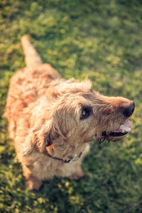 High angle view of dog on field