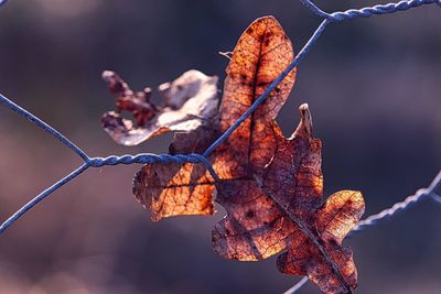 Close-up of dried autumn leaves