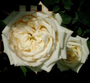 Close-up of rose bouquet