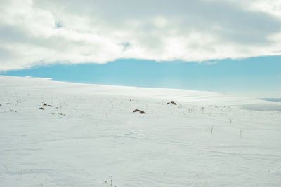 Flock of birds on snow covered land against sky