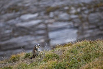 View of an animal on field