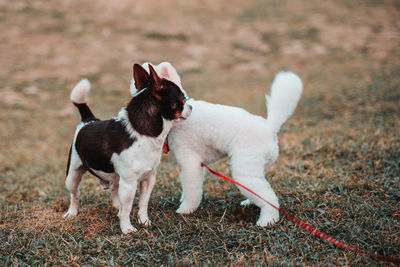 Dogs running on green grass at park in summer. view of a dog on field