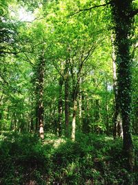 Trees in forest